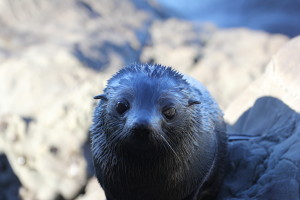 Seal pup land