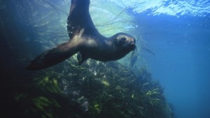 seal (1)