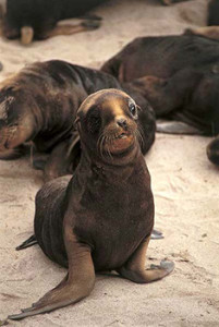 Auckland Islands Hooker Sea Lion