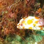 Clown Nudibranch