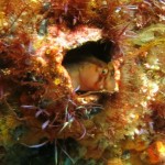 Crested Blenny