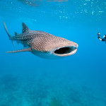 Whale-Shark (1)